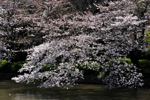 403 sakura5 DSC_5725.jpg